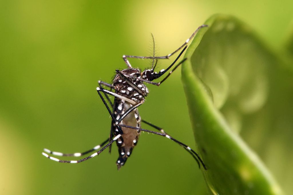 West Nile Virus found in Columbus&nbsp;County
